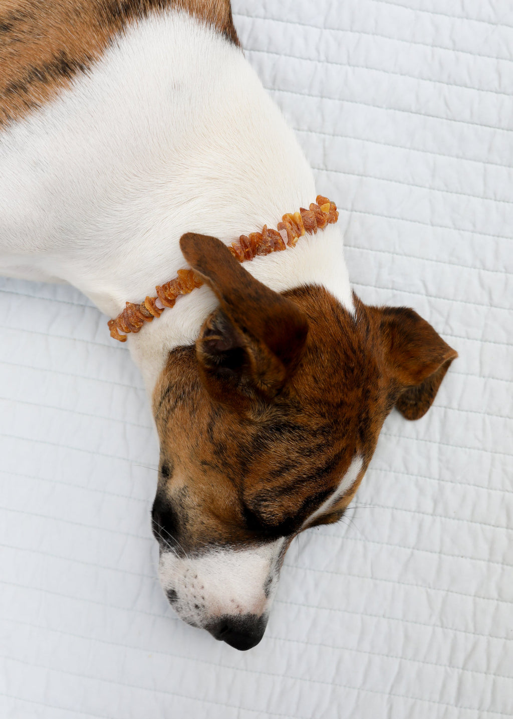 CanyonLeaf Pet Necklace: Raw Baltic Amber + Raw Rose Quartz