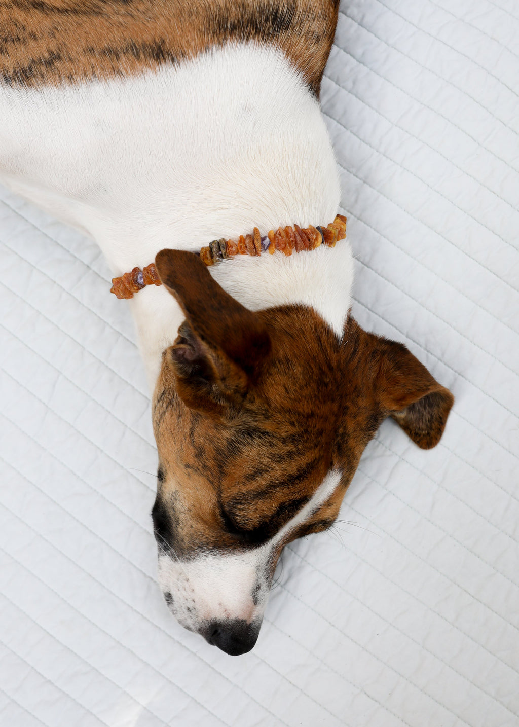 CanyonLeaf Pet Necklace: Raw Baltic Amber + Raw Amethyst